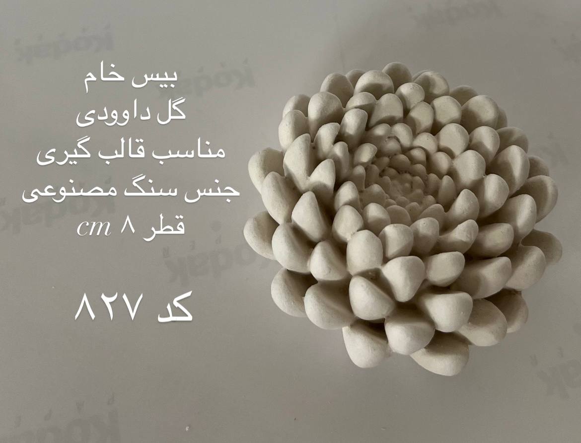 گل داوودی